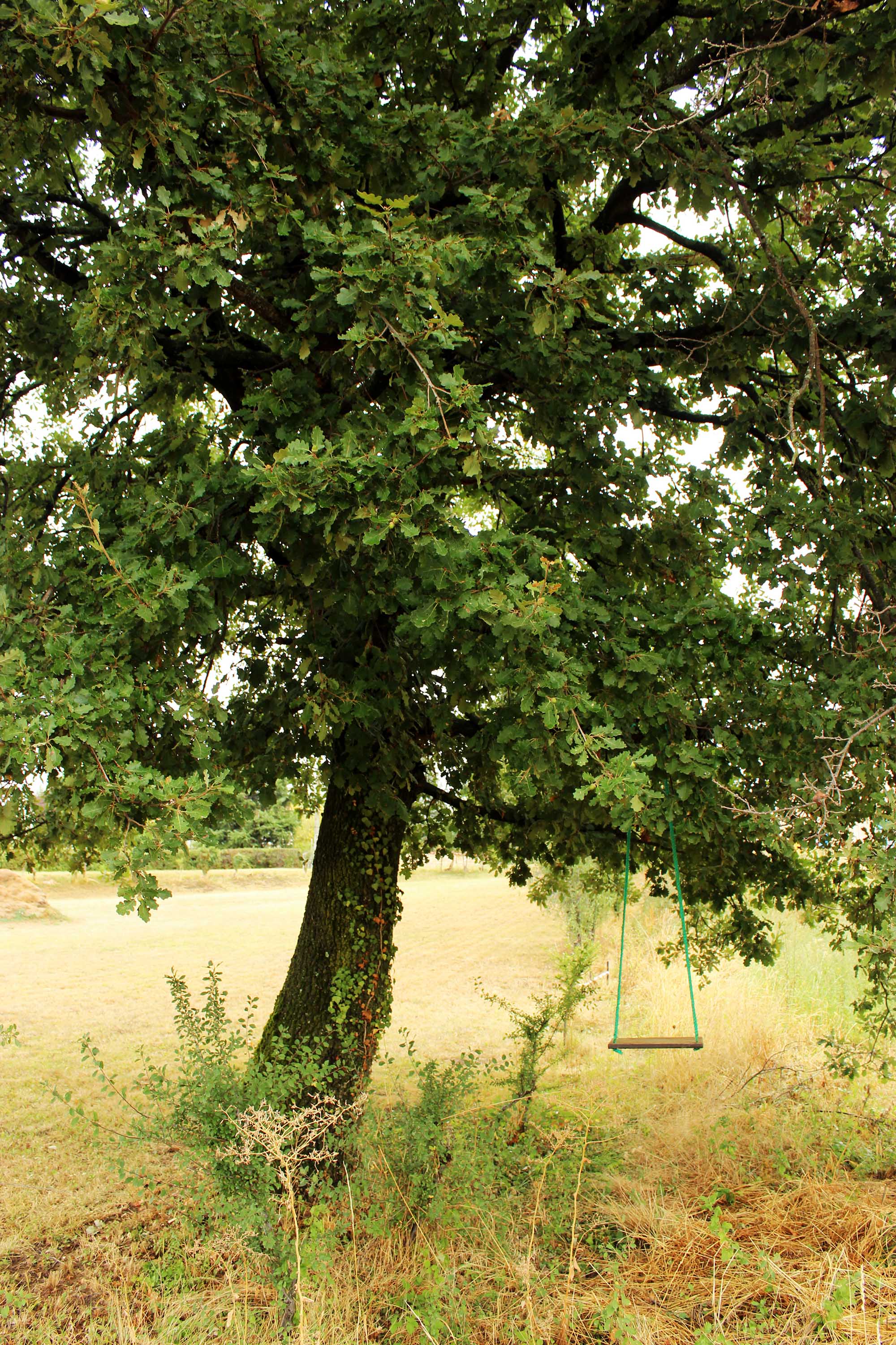Dans un arbre au milieu d'un champs, uen balançoire est accrochée directement à une branche. Les cordes sont vertes et le plateau est en bois.